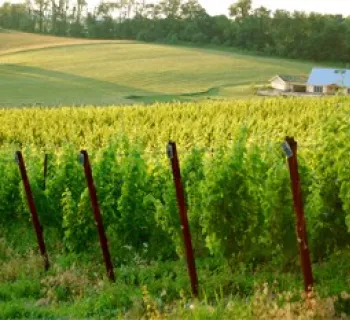 Black Ankle Vineyards  Photo